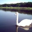 Schwan am See.JPG